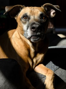 wesleys-pet-portrait-session 1