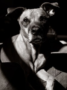 wesleys-pet-portrait-session 2