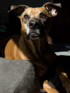 wesleys-pet-portrait-session 3