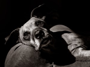 wesleys-pet-portrait-session 4