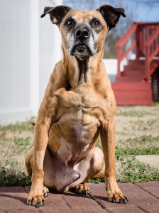 wesleys-pet-portrait-session 5