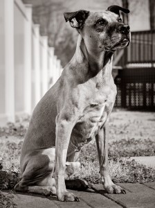 wesleys-pet-portrait-session 6