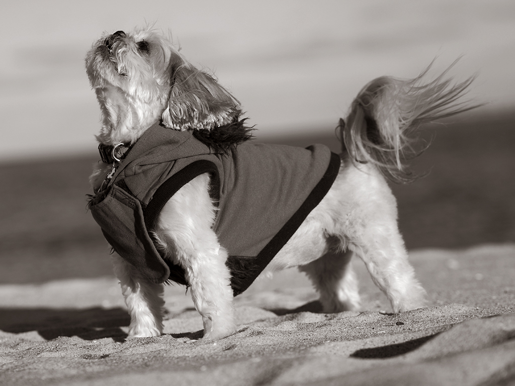 jaz-and-taylor's-beach-portrait 10