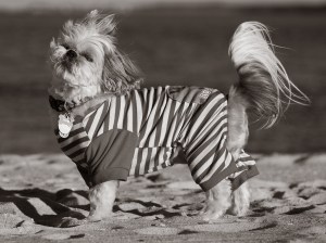 jaz-and-taylor's-beach-portrait 6