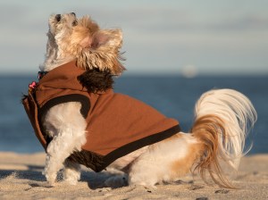 jaz-and-taylor's-beach-portrait 9